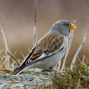 White-winged Snowfinch